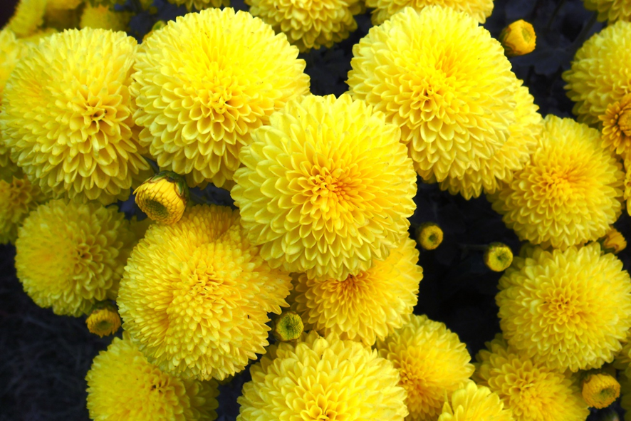 Вот такие астры были приготовлены для учительницы. Сейчас ушлые цветоводы их называют «бабушкины цветы» и не очень любят.