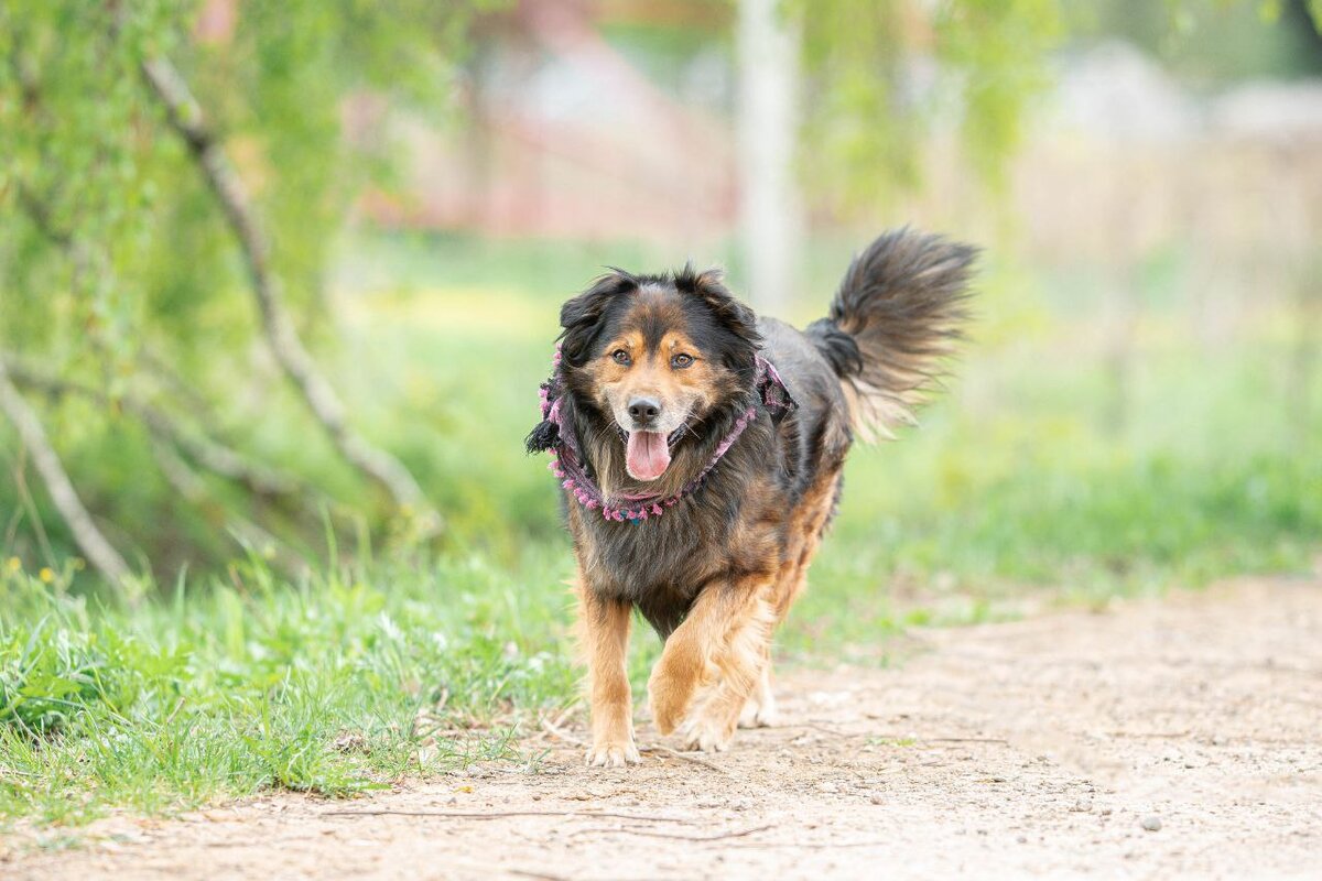 Он бежит со всех лап навстречу своему дому!
