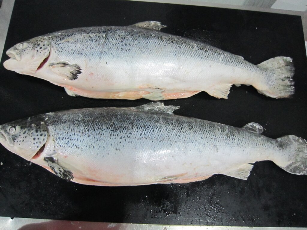 Семга замороженная. Атлантический лосось семга. Arctic Salmon лосось атл. Форель Норвежская свежемороженая. Кижуч норвежский.