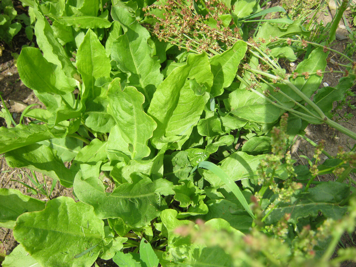 Так растет щавель