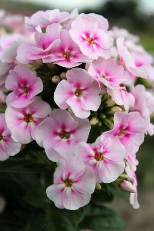 Флокс метельчатый Юник Биколор