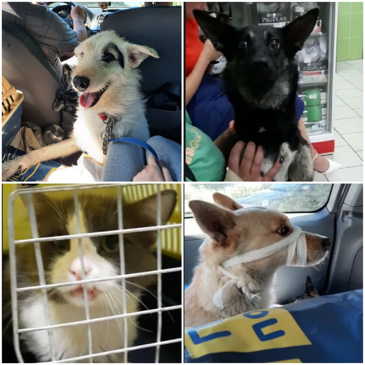 Им нужна помощь!