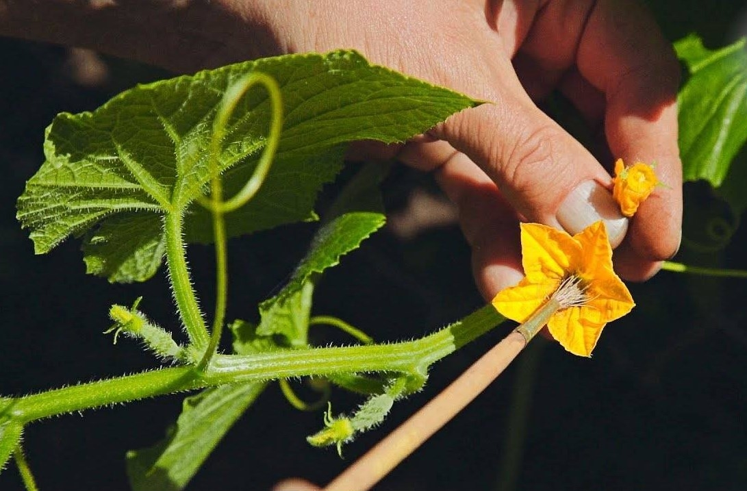 С какой целью проводят искусственное опыление. Искусственное опыление огурцов. Искусственный опыление огурца. Пустоцветы на томатах. Мако ПУСТОЦВЕТ.