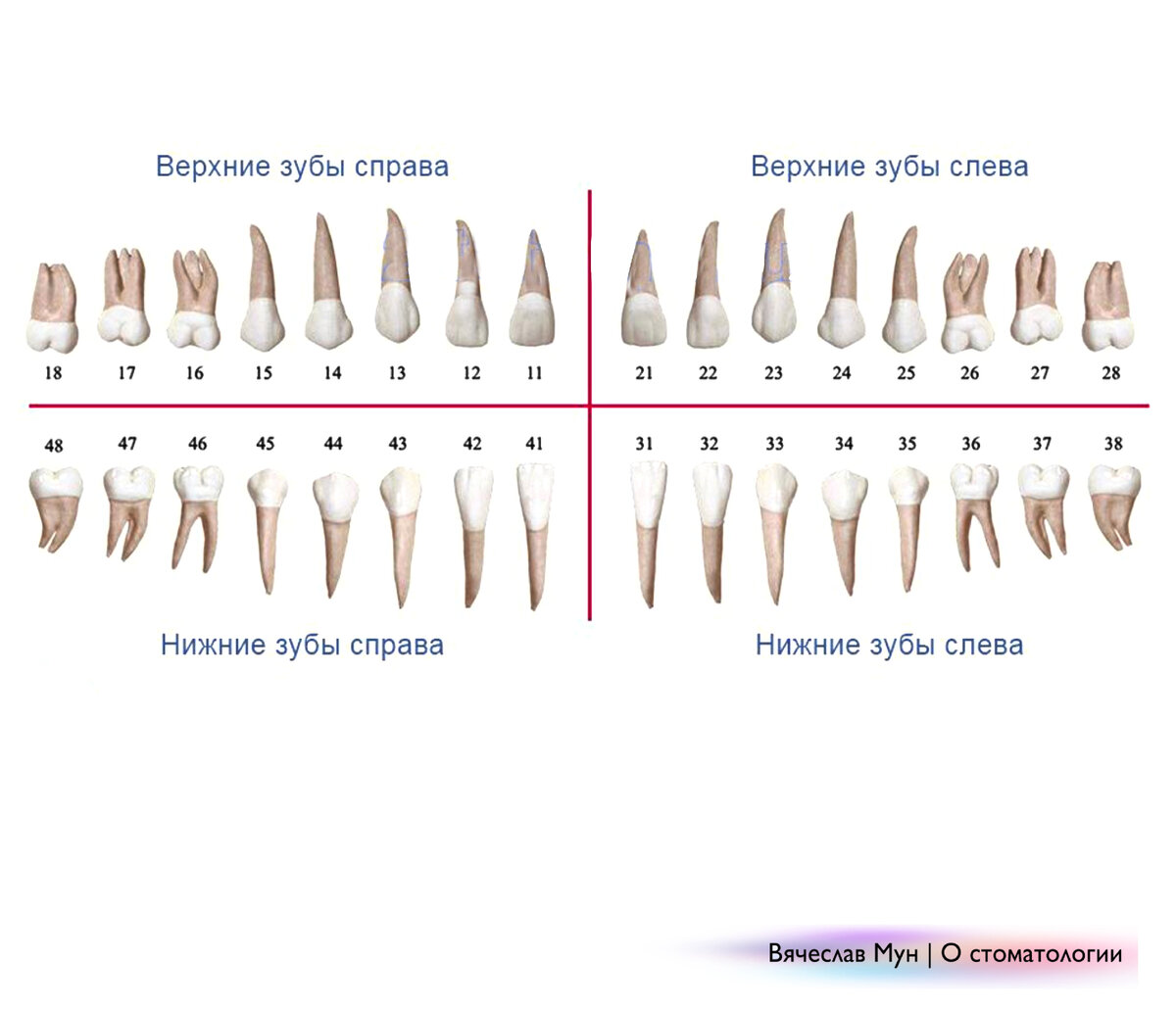 Почему нельзя считать зубы. 32 Зуба. Как считать зубы. Зубы счет схема.