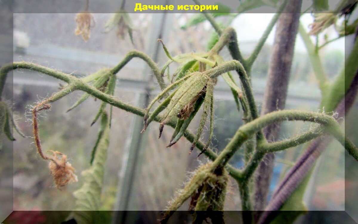https://vk.com/photo-159774511_457248390