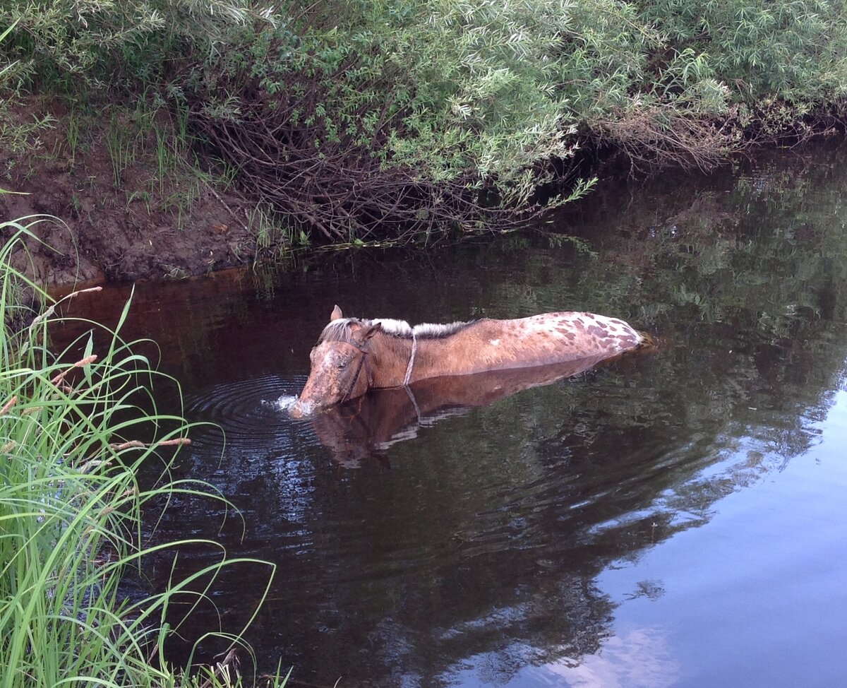 Дремлет и пускает пузыри