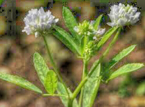 Векипедия: Па́житник сенно́й, па́житник греческий  (лат. Trigonélla foenum-graecum) — однолетнее растение; вид рода Пажитник семейства Бобовые (подсемейство Мотыльковые).