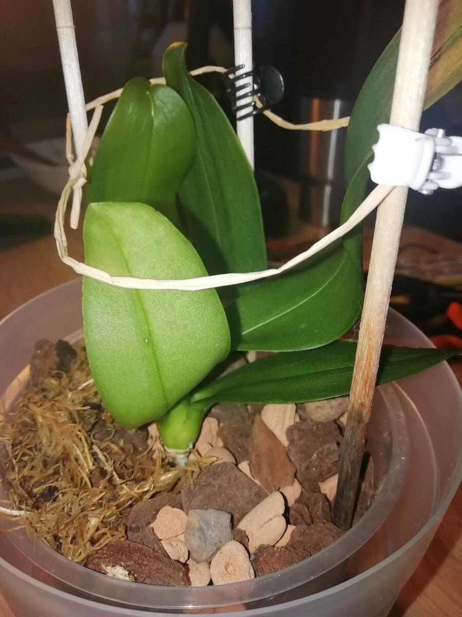 Детка после посадки в грунт.