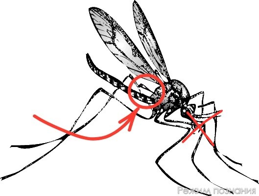 Оригинал изображения взят с сайта krugosvet.ru