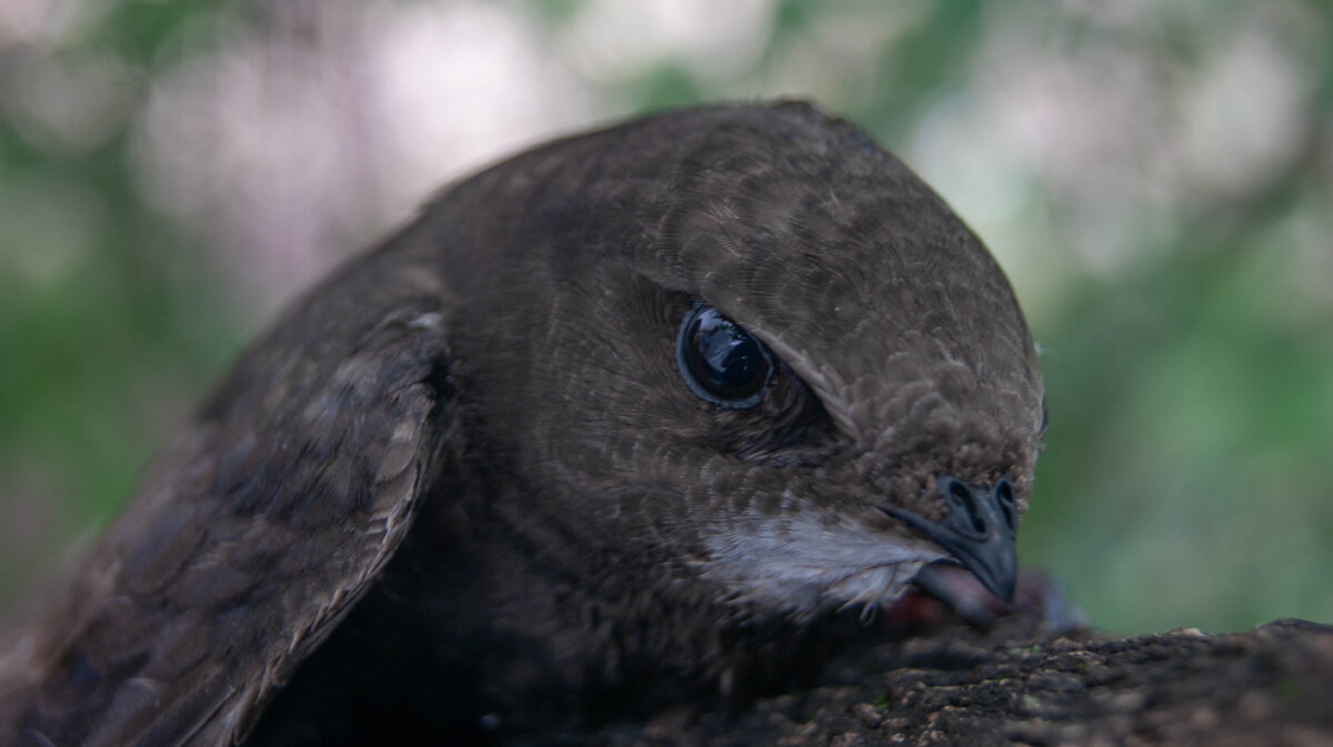 Самая очаровательная птица