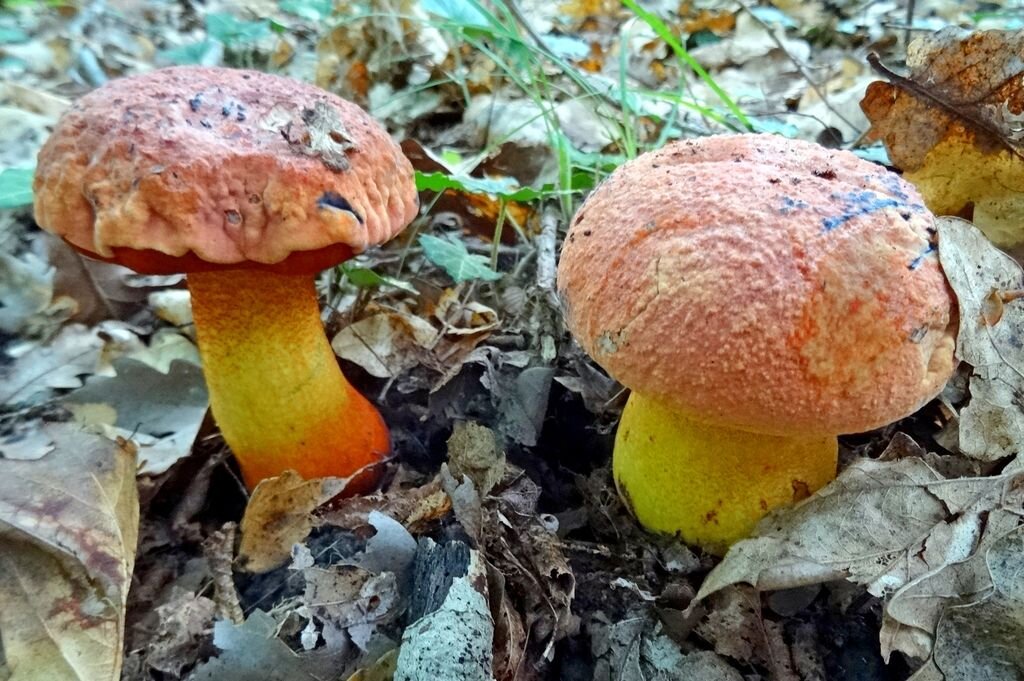 Императорская семейка цветных болетов (фото пользователя Марго)ателя Марго)