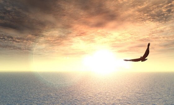 Полёт орла. Изображение из открытых источников