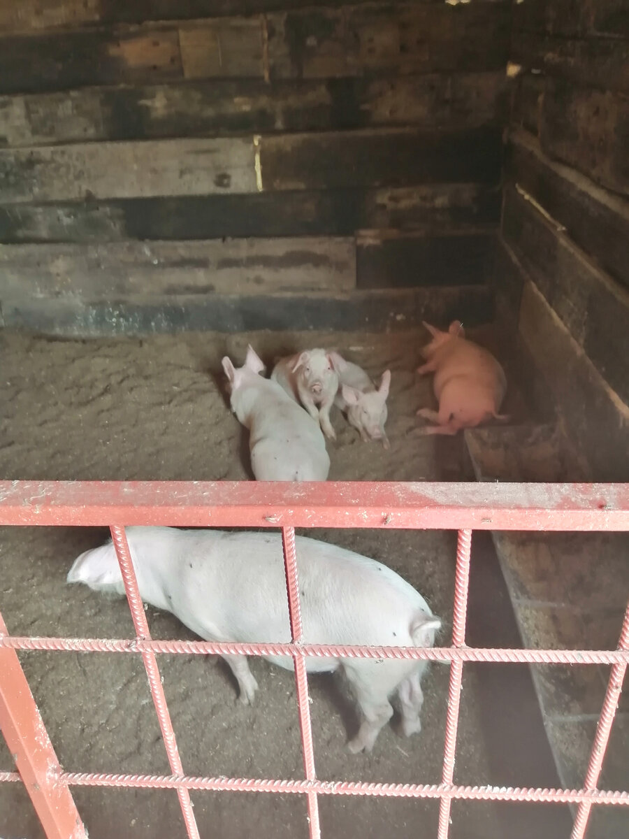 Фото автора. Поросята