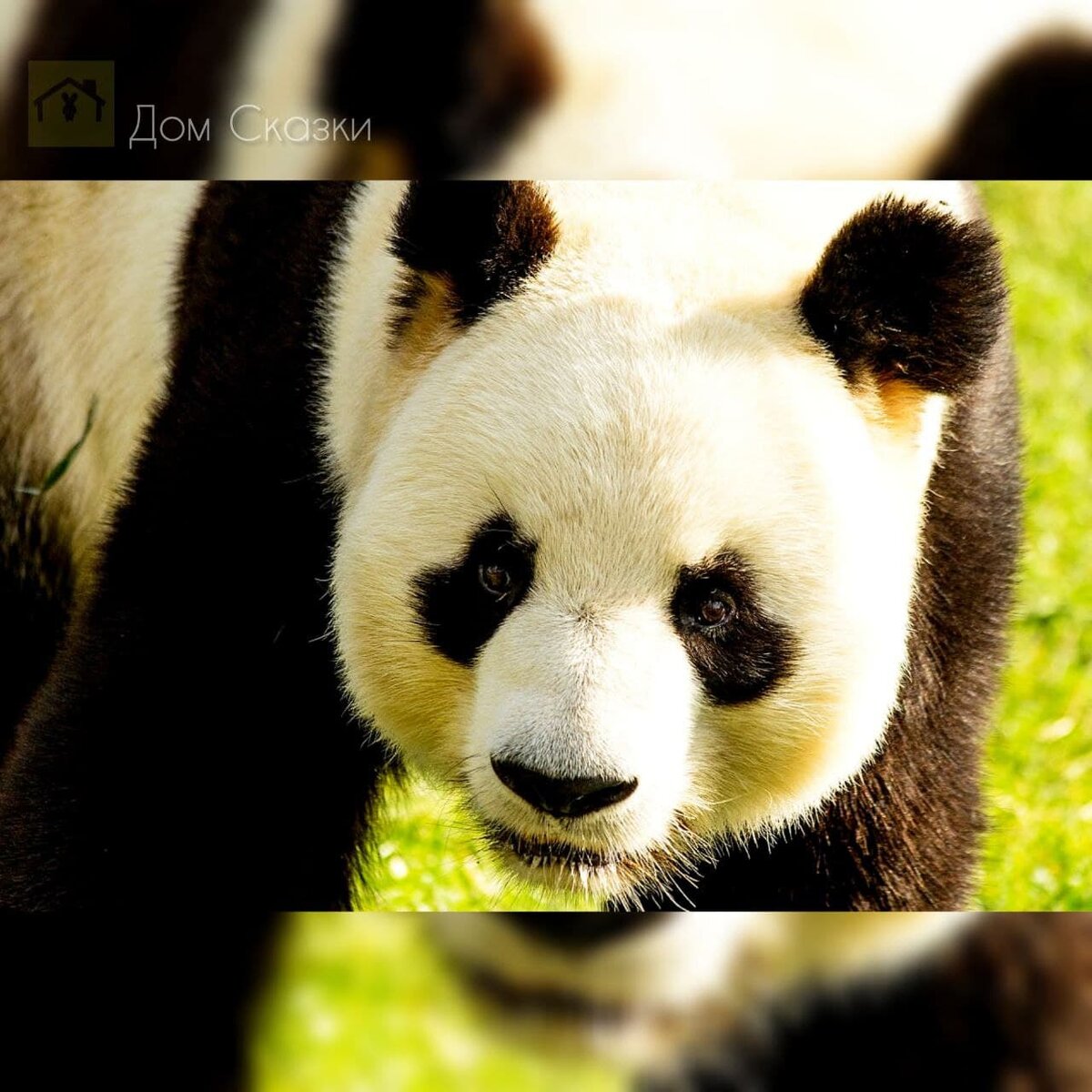 Панда без кругов. Панда без черных кругов. Панда без черных кругов под глазами. Панда без черных кругов фото. Тёмные круги под глазами Панда.