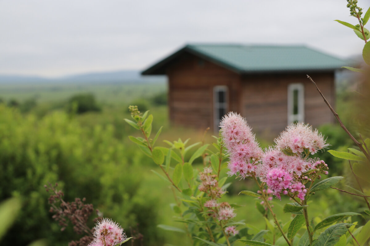 ПЕРМАКУЛЬТУРНЫЙ ЛЕСОСАД. САДОВОДСТВО. ЭКОЛОГИЯ. ПРИМОРСКИЙ ЧУДО САД. ФОТОГРАФИЯ КРИСТИНЫ БЕЛОЦЕРКОВЕЦ