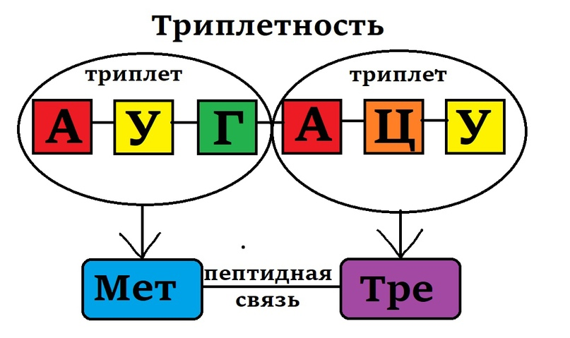 Участок цепи ирнк