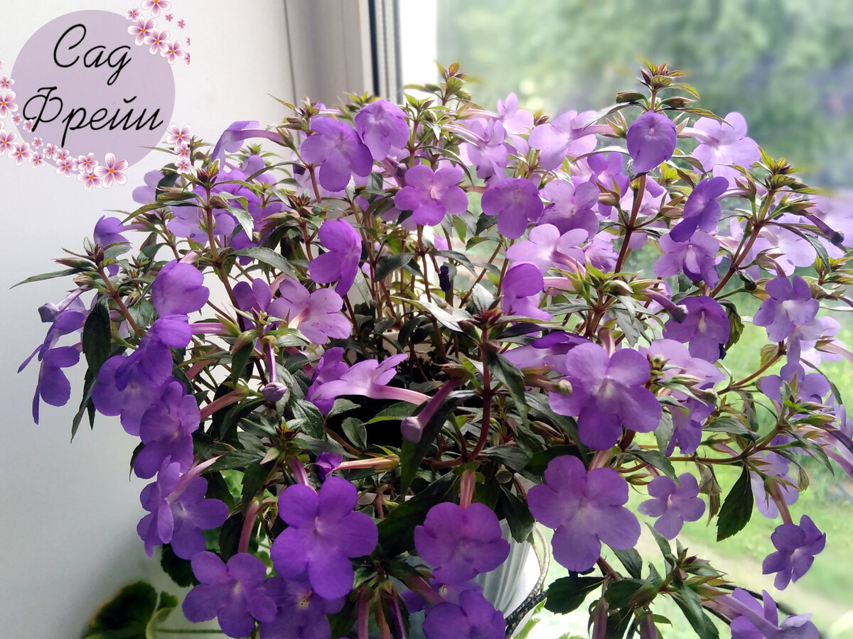 Ахименес `Show Off' на пике цветения