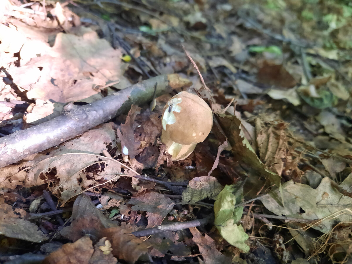 Один из редких колосовиков 2021 года.
Фото автора