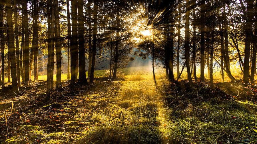 Фото: Pixabay.com 