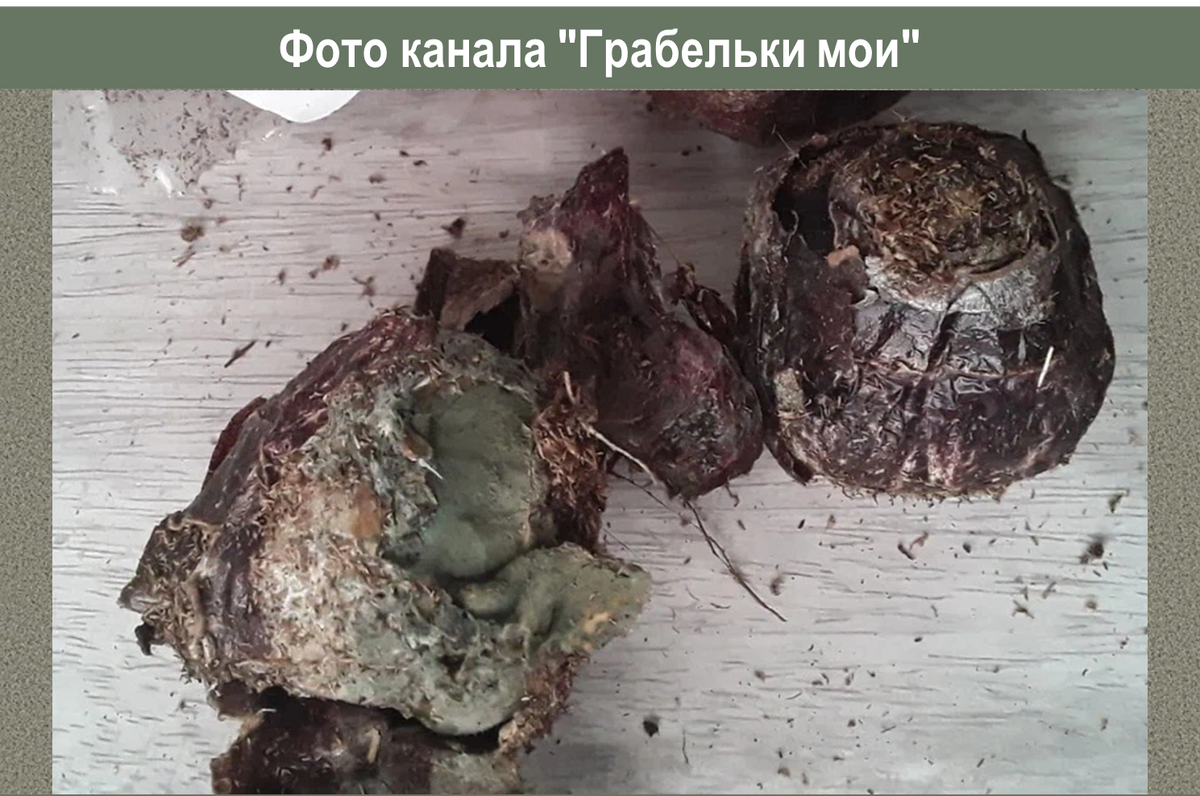 Гнилые луковицы от магазина "Посадика"