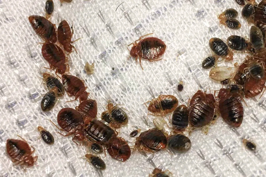 Клопы, имаго.