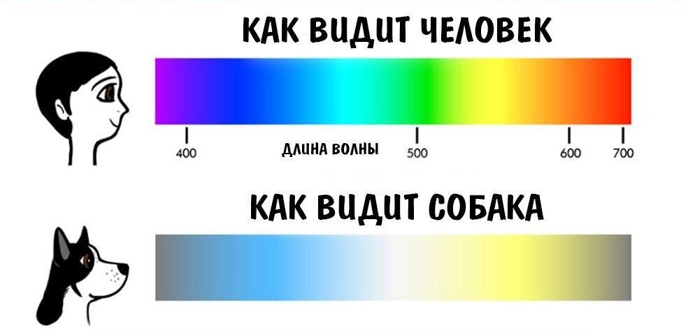 Виляет хвостом - не значит, что рада. 10 интересных фактов о собаках Популярная 