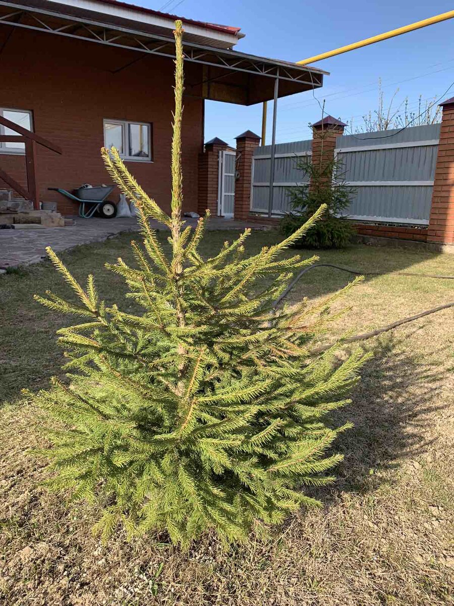 Маленькой елочке, ей у нас тепло. Листайте.