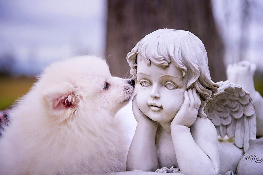 грифон хуманизация. блондинка с белым волком. семаргл и симураны. мифические существа получеловек полуживотное. лев с крыльями.