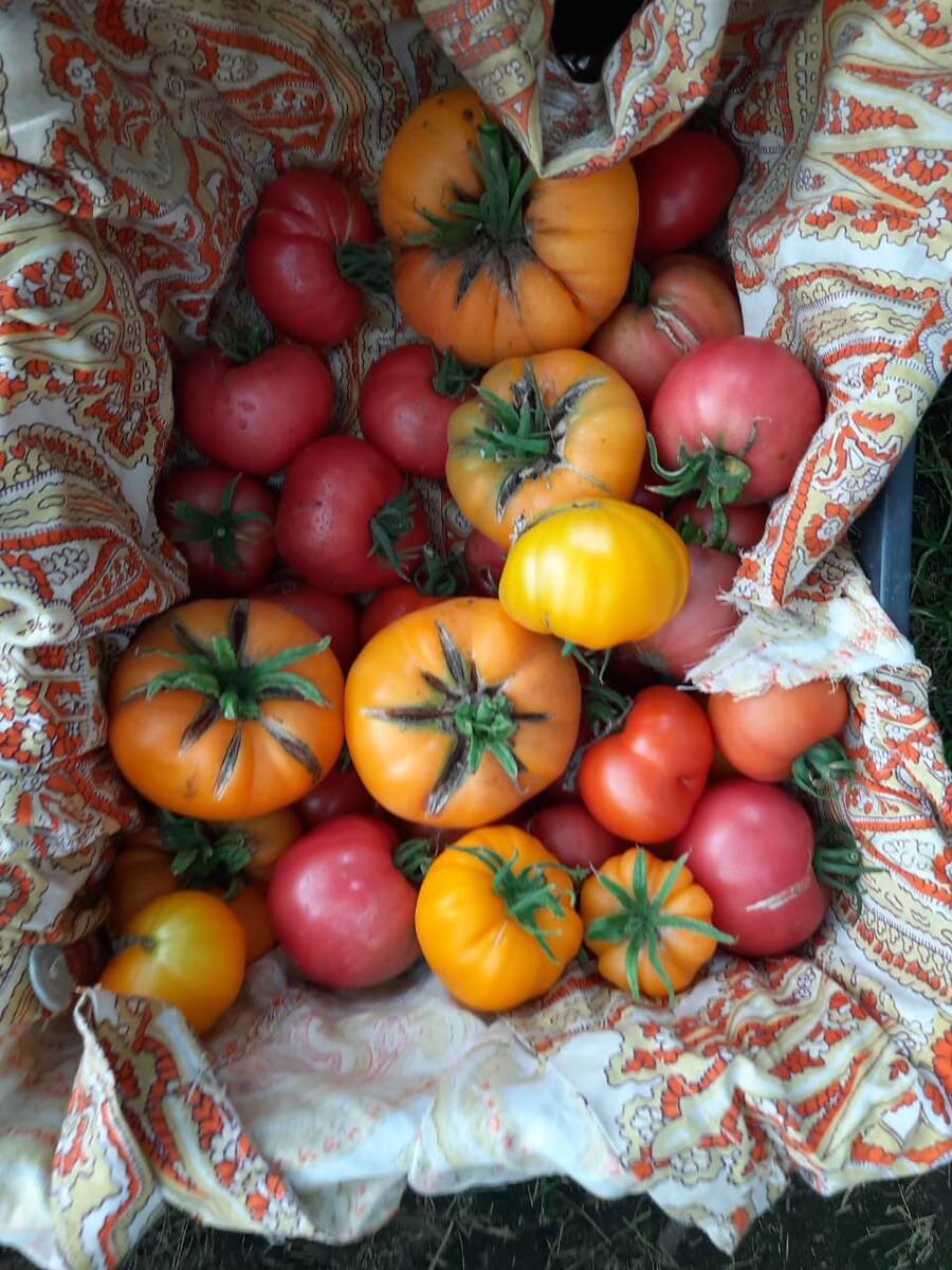 Темные пятна  и места растрескивания - это фитоверм и осадок инсектицидов.