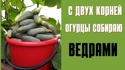 Огурцы завалят урожаем, если использовать эти секреты