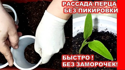 Можно ли сажать перец без пикировки. Можно ли сажать перец без пикировки. Можно ли сажать перец без пикировки. Можно ли сажать перец без пикировки. Рассада перцев.