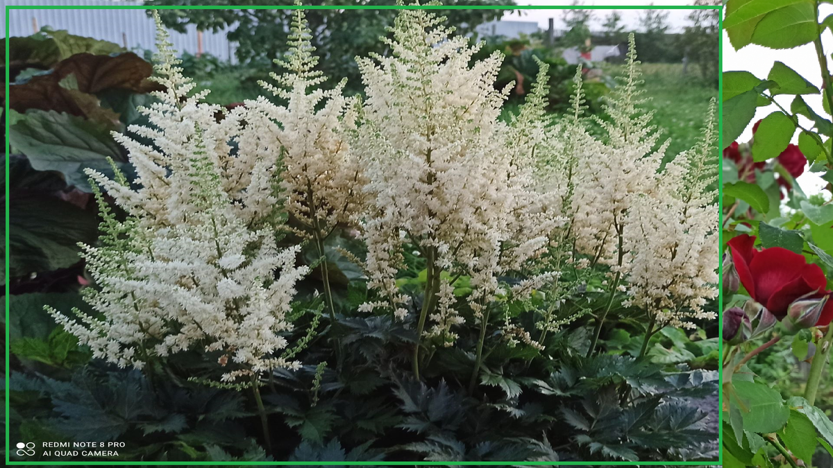 Астильба на новом месте, рядом с водостоком. Очень любит влажную почву.            Ставьте "класс", пожалуйста. И подписывайтесь на канал.