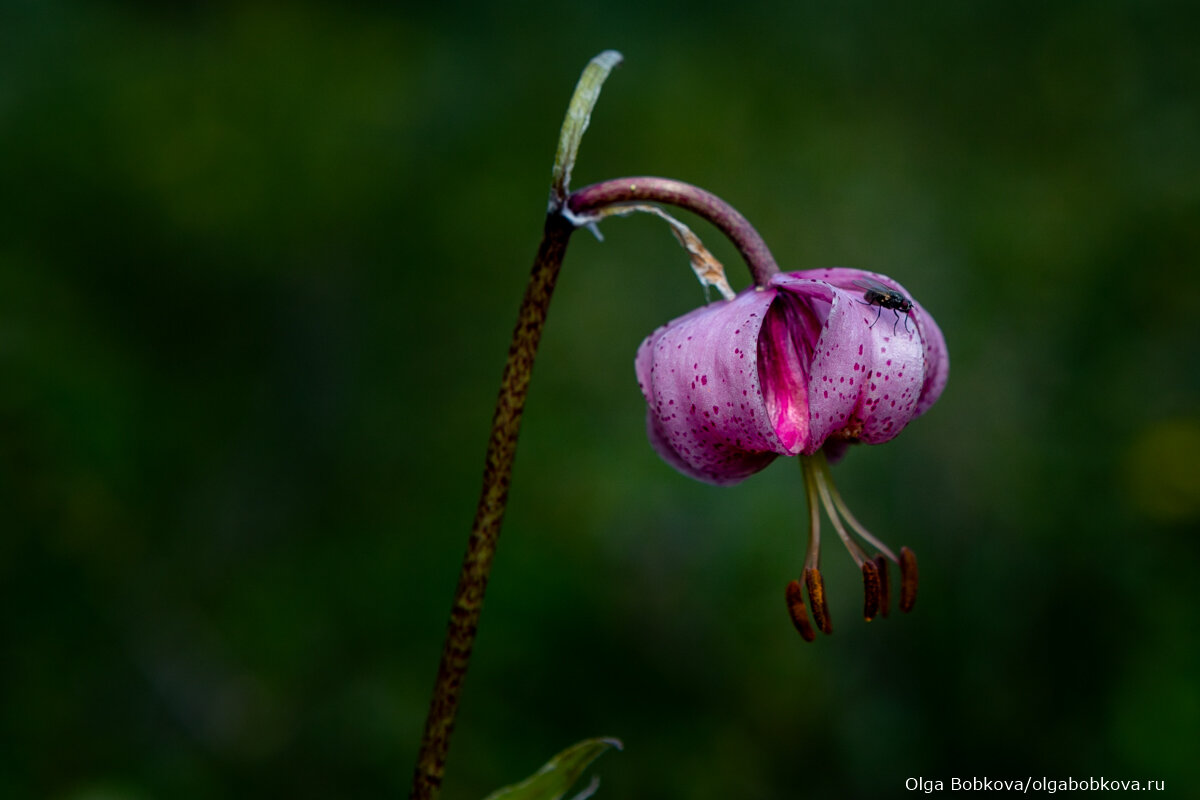 Фотографировать цветы можно бесконечно