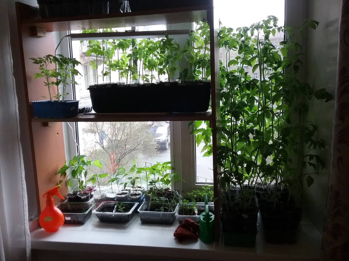 Это было в прошлом году на подоконнике