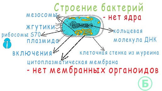 Тест строение бактерий