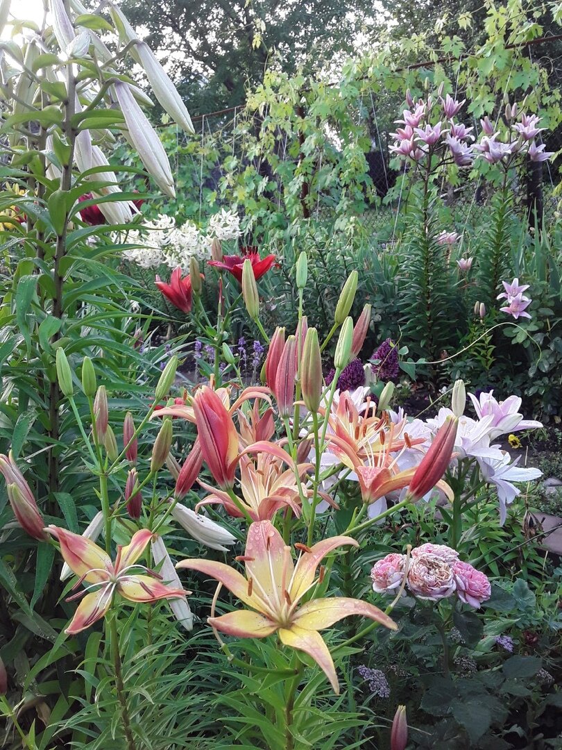 Лилия азиатская, сорт Мичуринская Ода