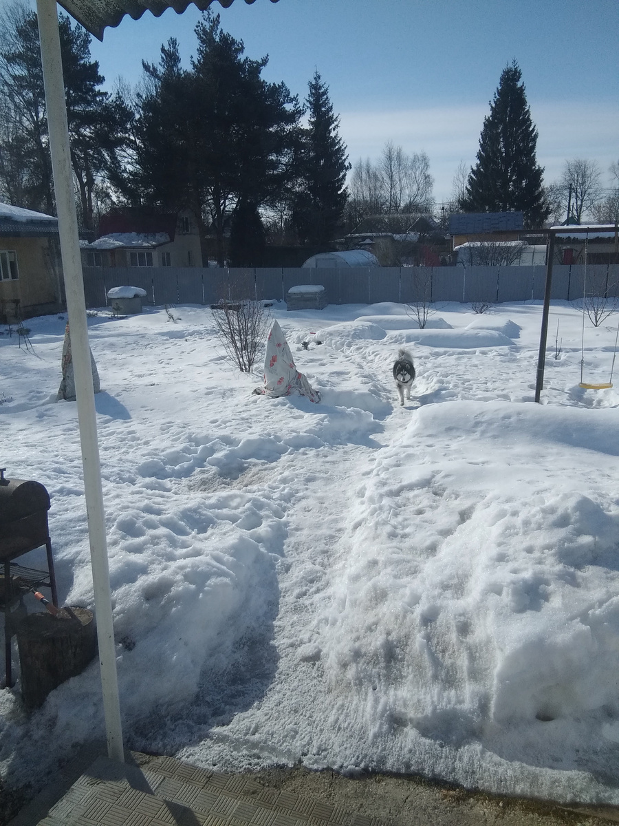 Снег растаял только вокруг крыльца. 