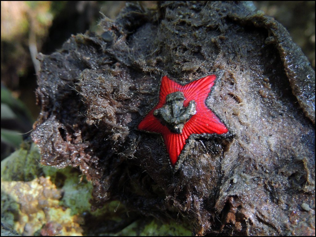 Четырнадцать человек в одной воронке. Эхо Зимней войны | Дым Отечества ...
