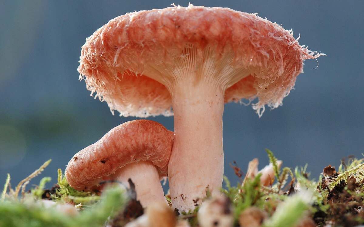 фото Яндекс картинки