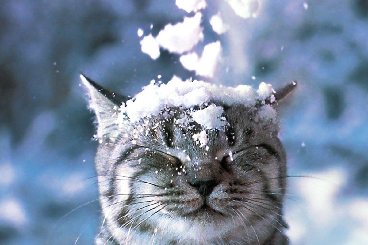 Кот снегопад