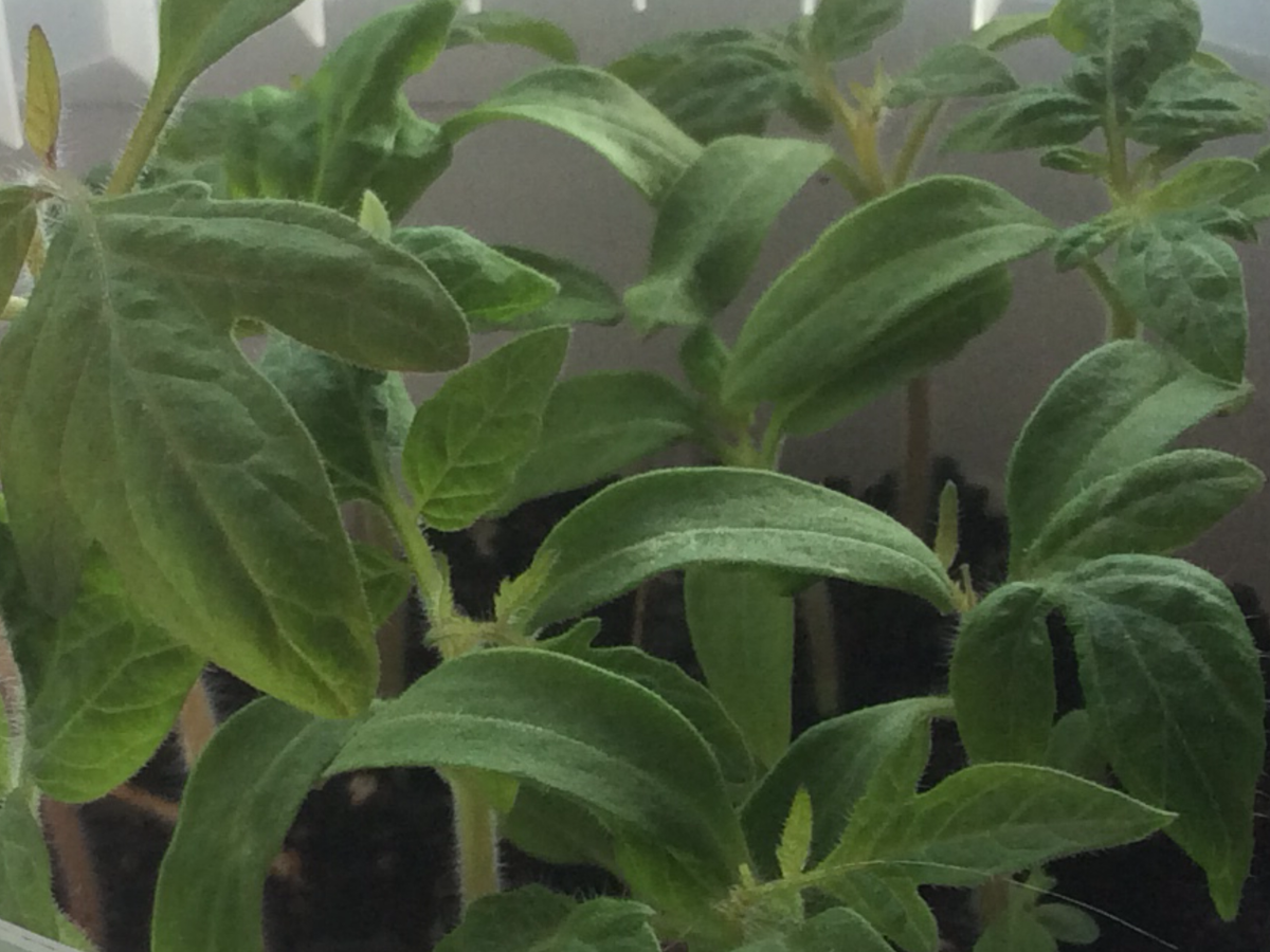 До пикировки