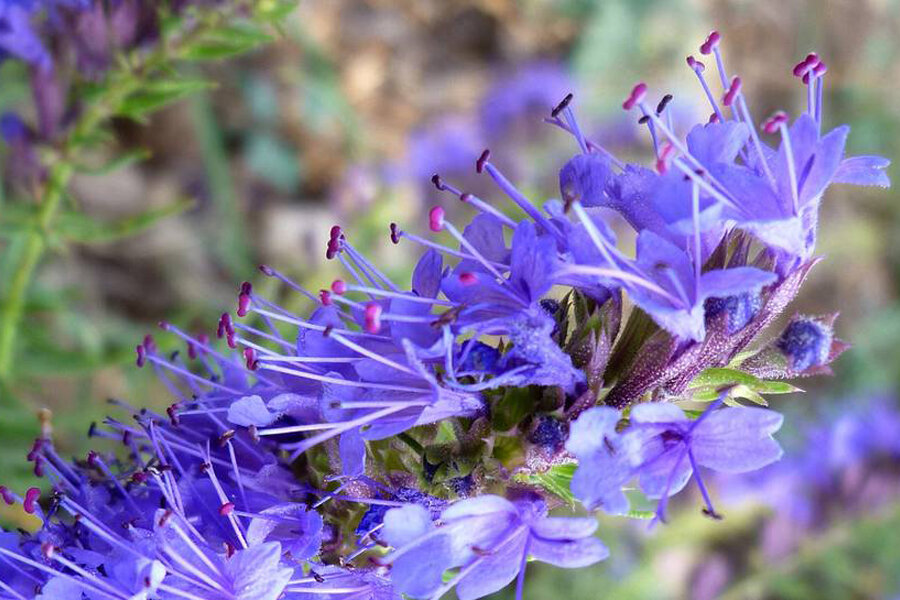 Иссоп. Материал взят из свободного источника.