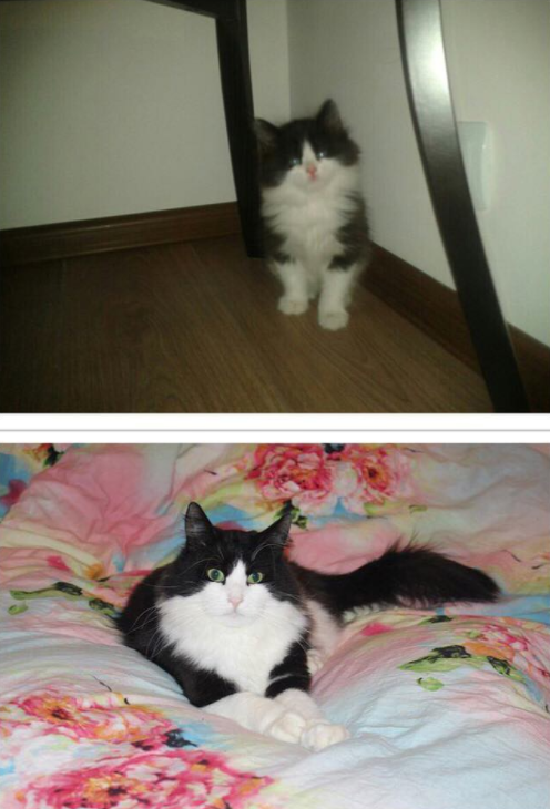 Наш красавчик здоровяк Зефир