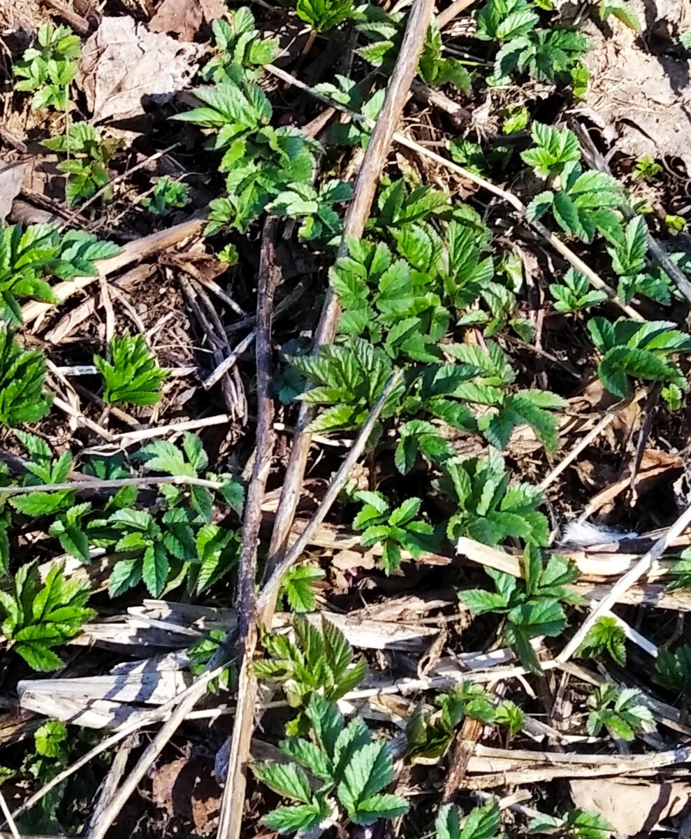 Первые молодые листочки сныти.