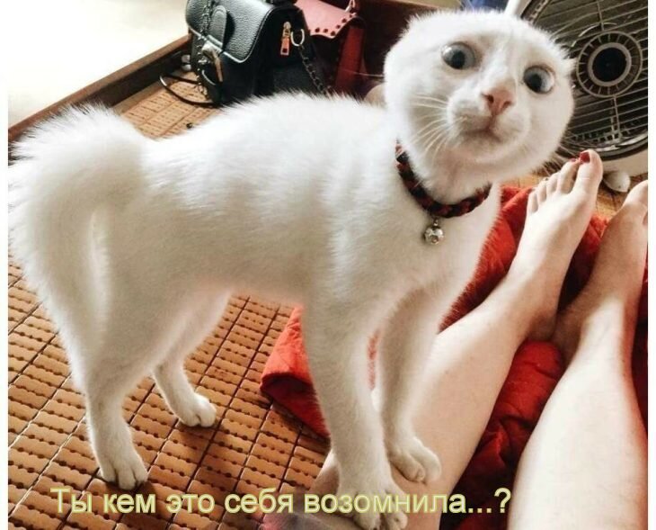 Из открытых источников: Яндекс. Картинки