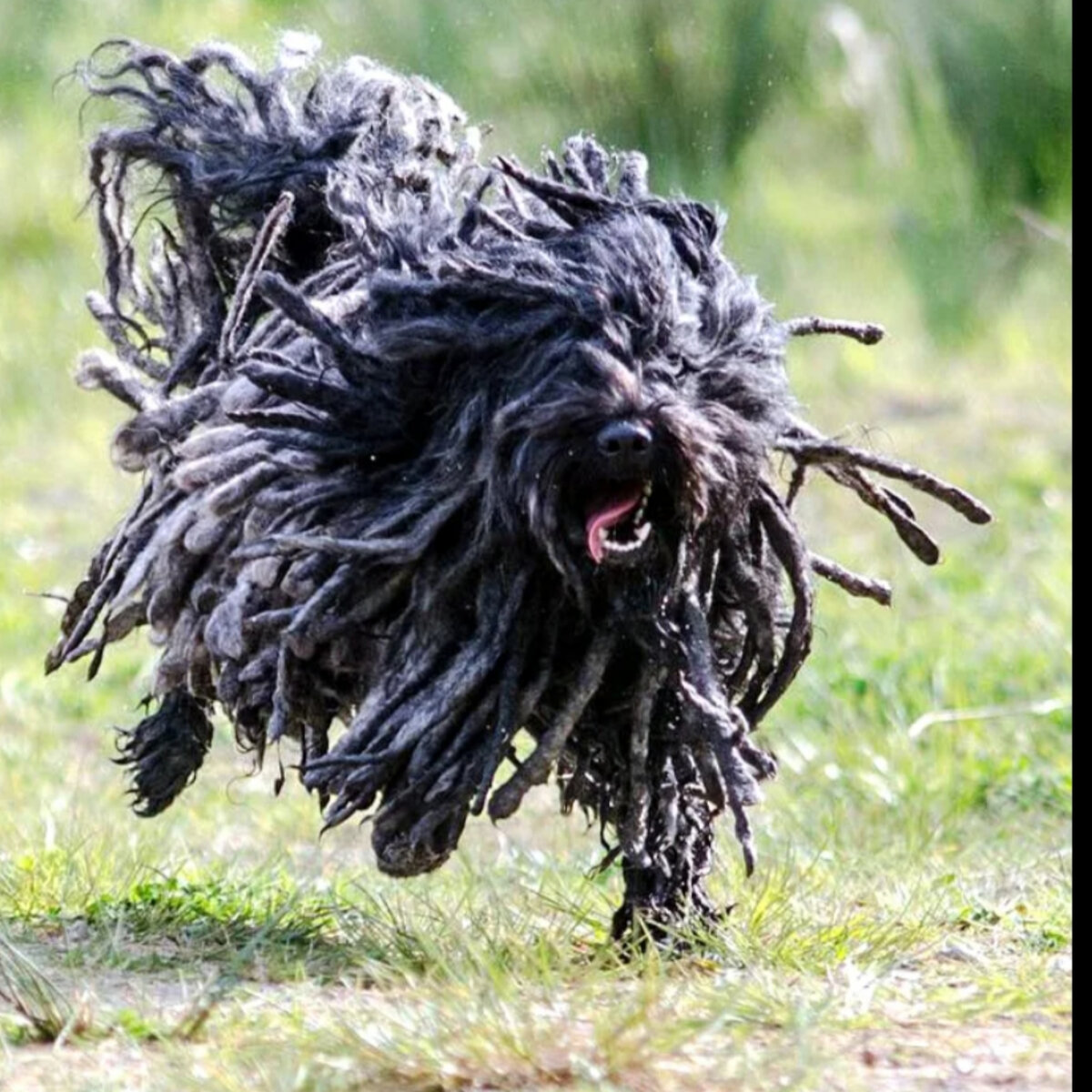 Собака породы пули. Фото из интернета