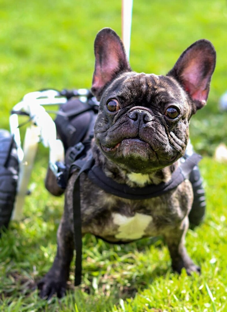 Бульдожка Энджи и она ищет дом. https://vk.com/topic-144285450_48778171