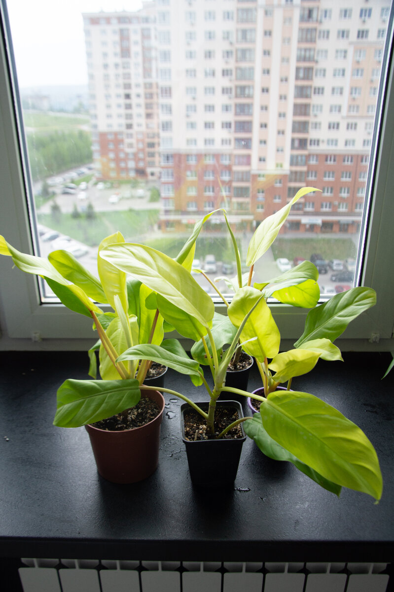 Черенки фила