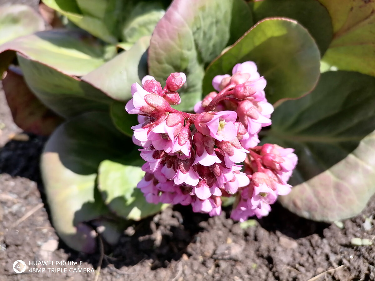 Цветёт Бадан