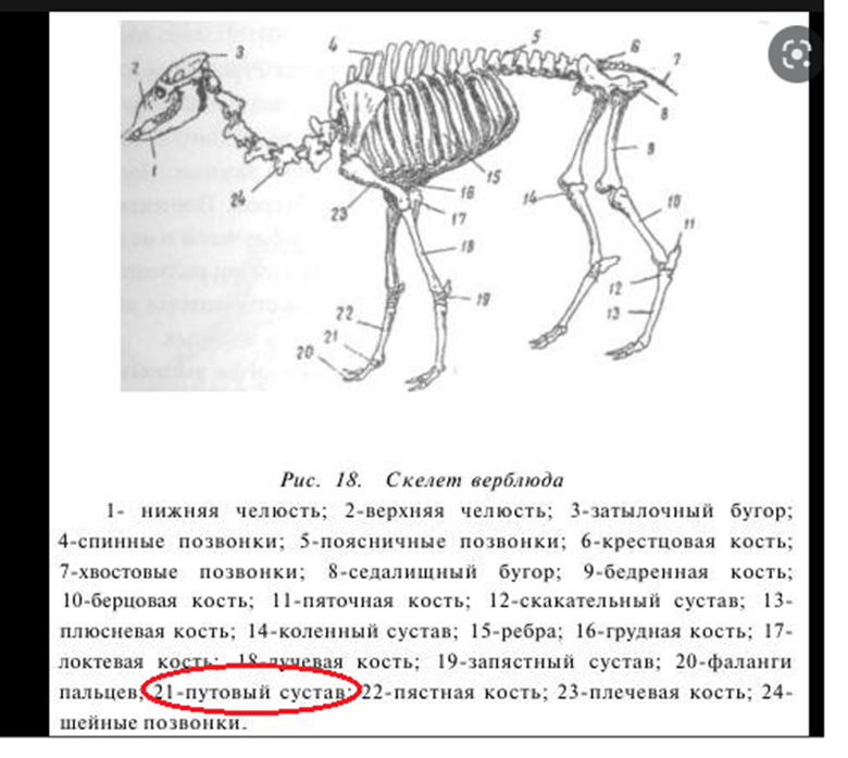 Скелет верблюда строение. Строение Горбов верблюда. Строение верблюда анатомия. Скелет верблюда анатомия.